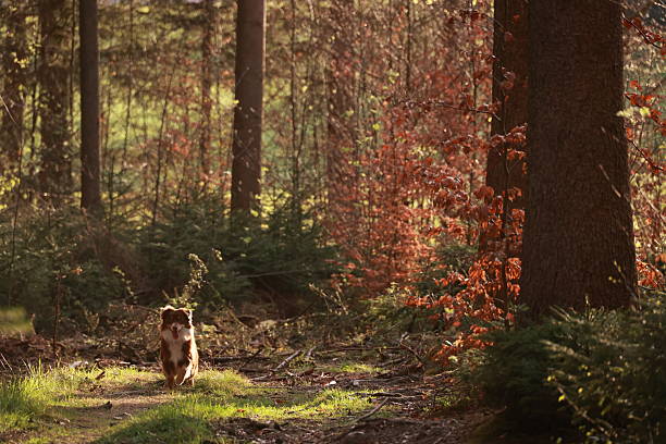 A dog is walking through a forest with trees that are shedding their leaves. The dog is alone and he is enjoying the peaceful surroundings