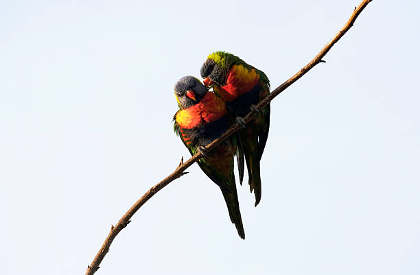 A pair of Rainbow Lorikeets (Trichoglossus moluccanus) sharing a quiet moment in Sydney, NSW, Australia. (Photo by Tara Chand Malhotra)
