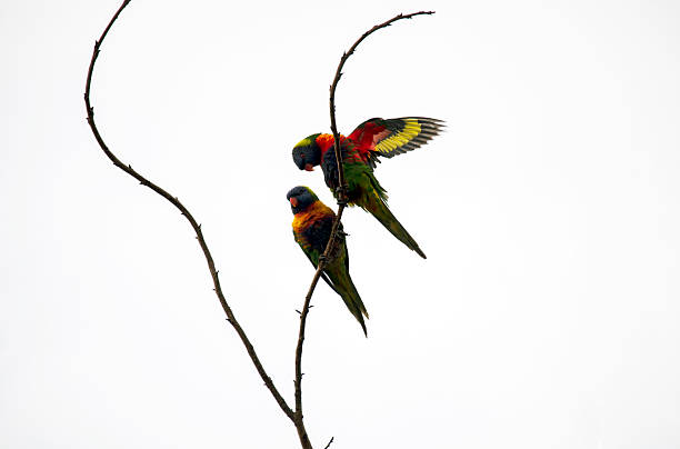 A pair of Rainbow Lorikeets (Trichoglossus moluccanus) sharing a quiet moment in Sydney, NSW, Australia. (Photo by Tara Chand Malhotra)