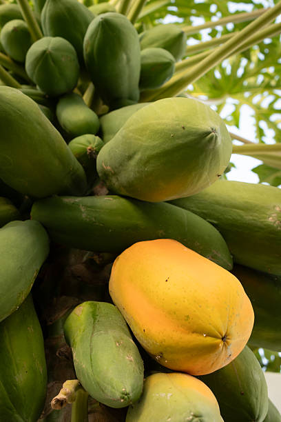 istock Organic papayas ripen hanging from a tree. 2252748999