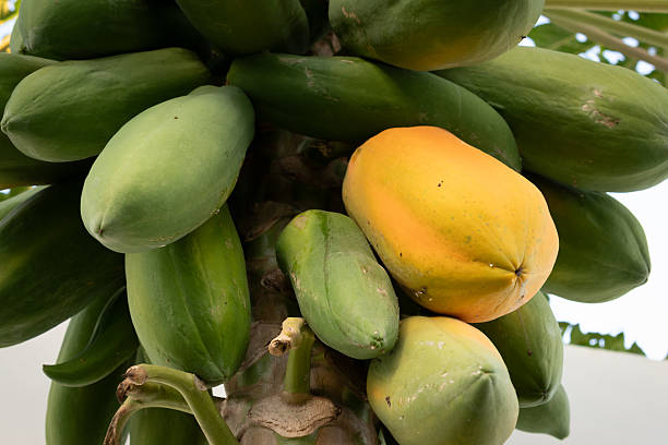 istock Organic papayas ripen hanging from a tree. 2252749005