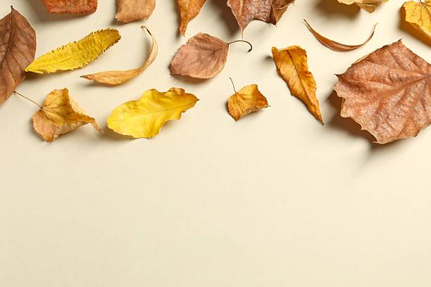 istock Various autumn leaves on color background 2252750546