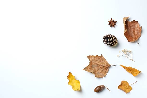 istock Various autumn leaves on white background 2252750591