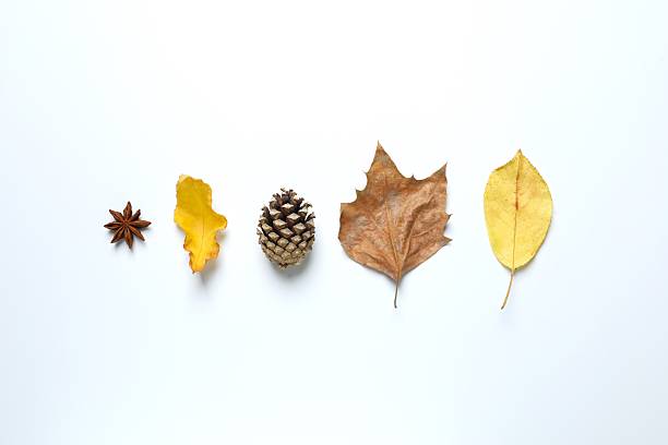 istock Various autumn leaves on white background 2252750601