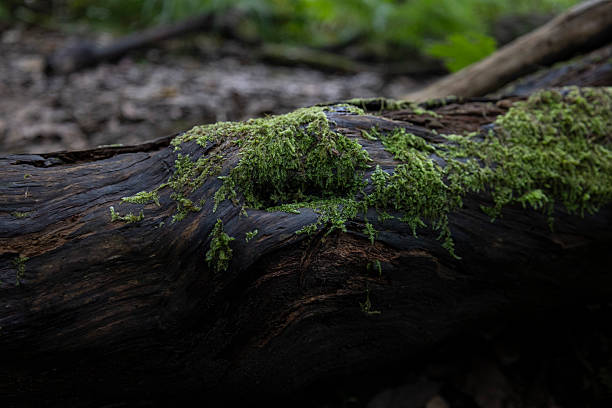 istock Moss covering decaying fallen log in forest 2252753535