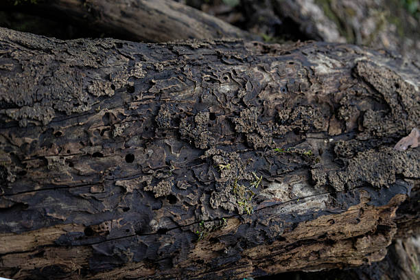 istock Decaying tree trunk showing textured old wood bark 2252753538
