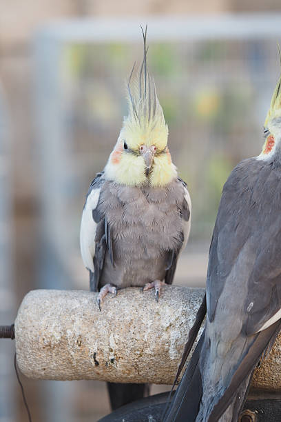 istock Cockatiels perched and interacting on a wooden perch 2252754855