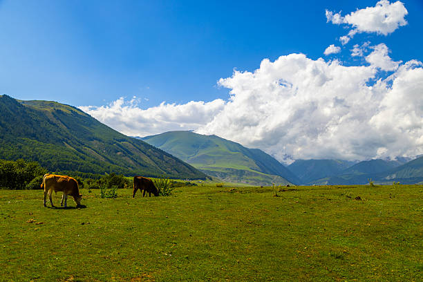 istock Two calves grazing in serene mountain meadow during daytime 2252757764
