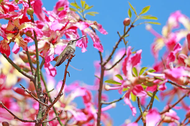 Hummingbird
