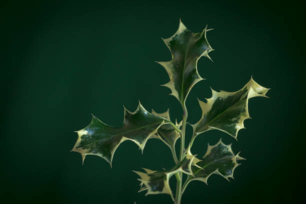Beautiful green green leaves. Leaves texture