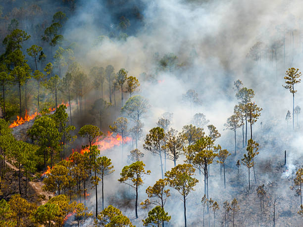 istock Wildfire outbreak devastates Florida forest, filling the air with smoke and glowing embers as flames consume underbrush 2252759849