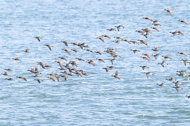 Group of Baikal teal flying over the river.