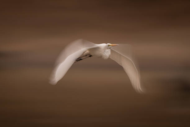 istock Slow pan of great egret above pond 2252761516