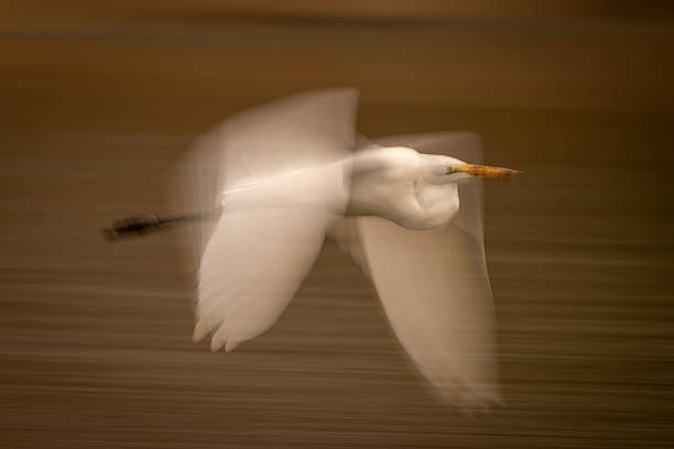 istock Slow pan of great egret passing waterway 2252762309