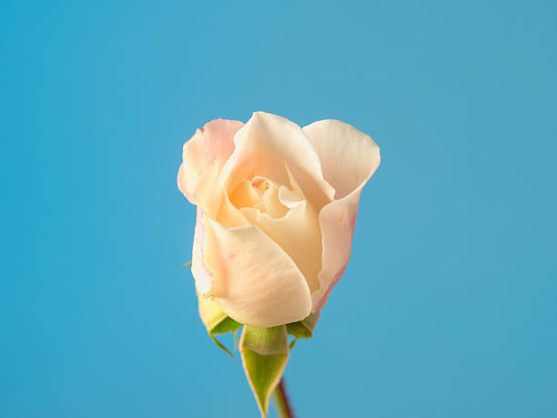 A perfect flower head in a rose garden with soft lighting and copy space.