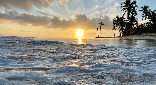 istock Tropical Christmas in Punta Cana 2252764465