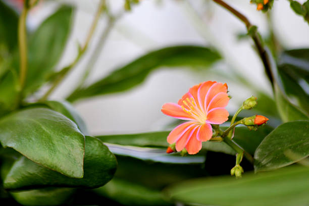A lonely lewesia flower