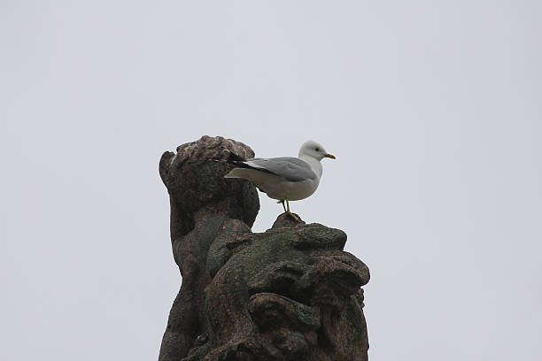 Sunset view from Burunnsparken city centre of Gothenburg. Lion Statue with seagull