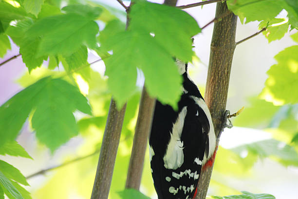 A woodpecker hidden behind leaves