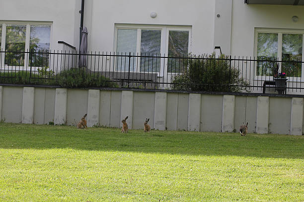 A hare family on a grass field