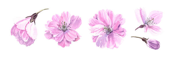 istock Sakura set watercolor pink Cherry blossom botanical illustration 2252765083