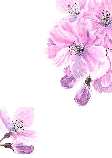 istock Sakura watercolor pink Cherry blossom card A3 2252765404