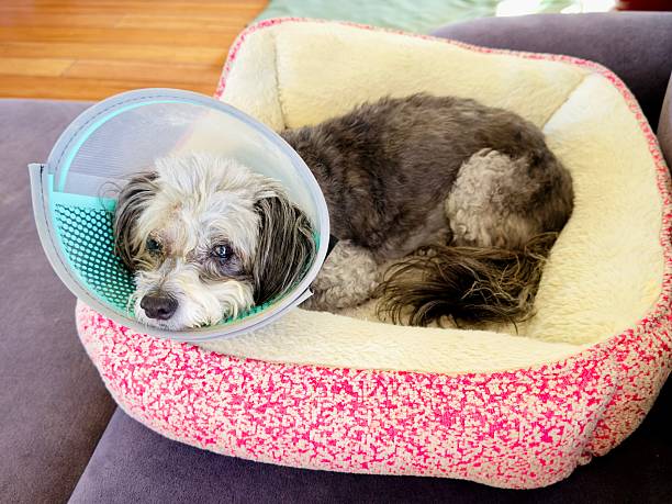 istock Little dog after eye surgery 2252768218