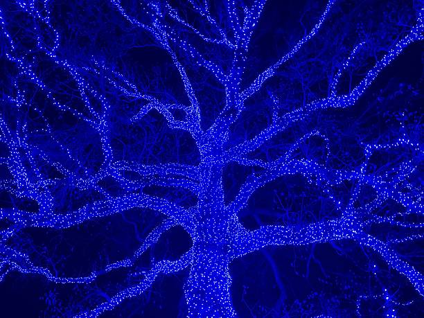 Giant oak tree wrapped in blue light on display for the holidays