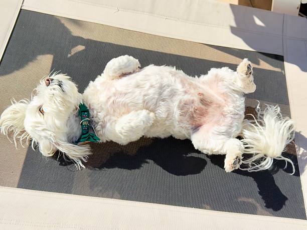 Here we can see how this Maltese dog is laying down on a sun bed for dogs, moving different positions with his belly up feeling relaxed. A male person is close by and watching. Located in Corona, California. December 2025