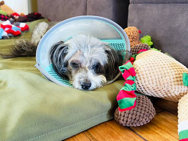 istock Little dog after eye surgery 2252768285