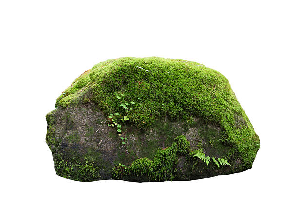 istock stone covered with moss isolated on white background 2252769576