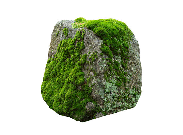 istock stone covered with moss isolated on white background 2252769579