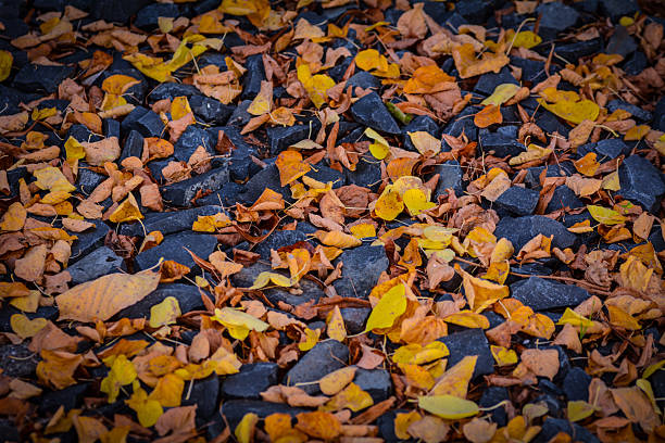 Fallen autumn leaves on a street between stones. Background and textures.