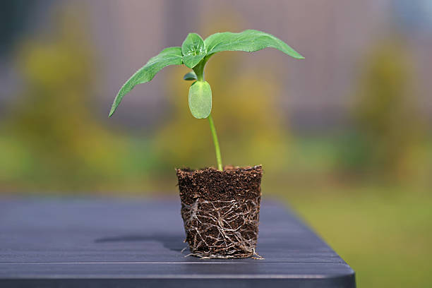 Pine Seedling in Forest with large tree in background
