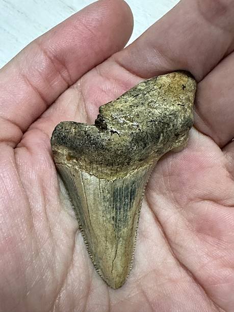 istock Prehistoric Shark Tooth Fossil Displayed on Palm 2252772252