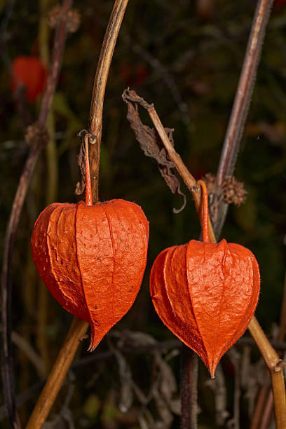 istock Bright Physalis in Warm Autumn Sunlight. Orange Physalis Lantern on the Stem. 2252772393