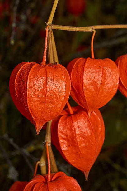 istock Bright Physalis in Warm Autumn Sunlight. Orange Physalis Lantern on the Stem. 2252772624