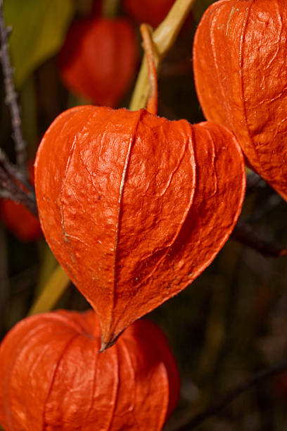 istock Bright Physalis in Warm Autumn Sunlight. Orange Physalis Lantern on the Stem. 2252772688