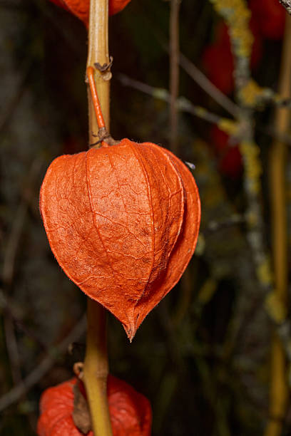 istock Bright Physalis in Warm Autumn Sunlight. Orange Physalis Lantern on the Stem. 2252774319