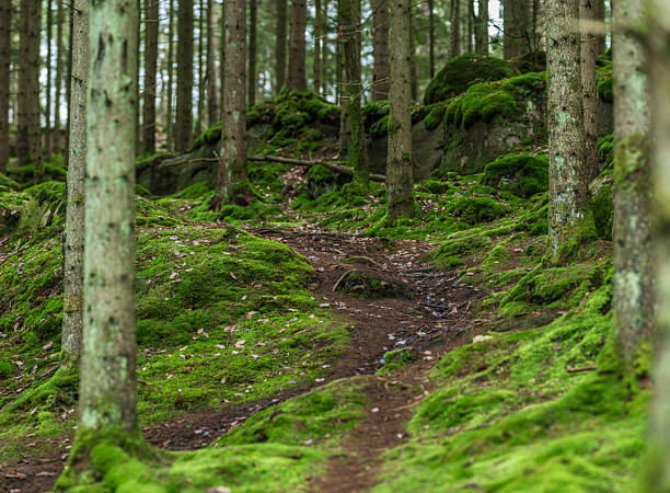 Forest trail winding through green moss covered trees in conifer woodland