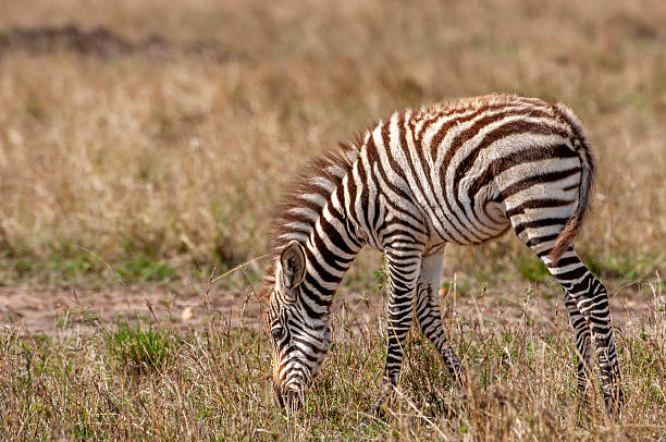 Wild zebra baby walking on African savanah, with it's unseen mother off to the sideTaken on the Massai Mara, Kenya, Africa