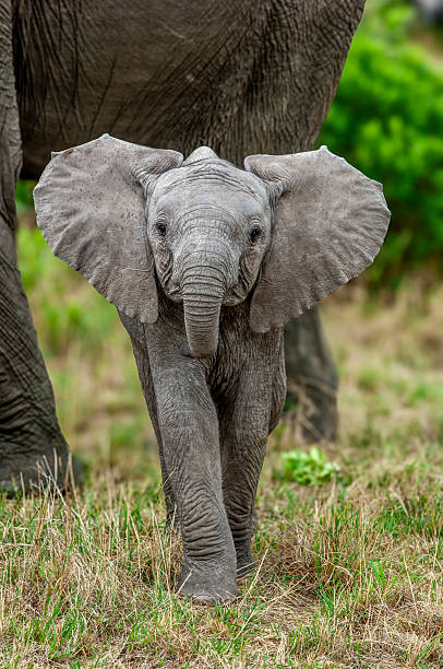 Amboseli National Park, Kenya