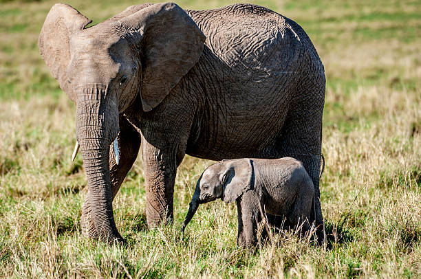 African mother elephant cow(Loxodonta africana) and her new week old calf, on the Savanna on the Masai Mara.Taken in Kenya, Africa