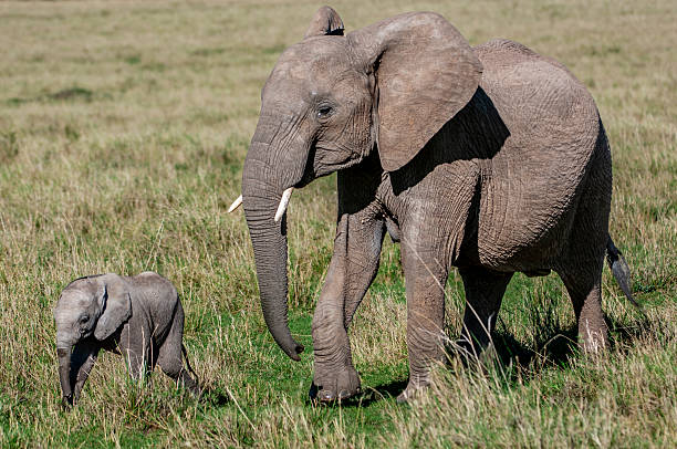 istock Mother African Elephant and Her New Calf 2252775228