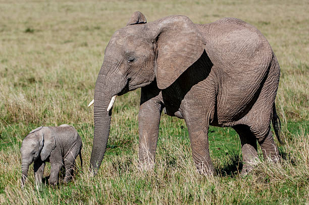 istock Mother African Elephant and Her New Calf 2252775237