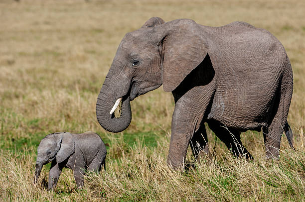 istock Mother African Elephant and Her New Calf 2252775248
