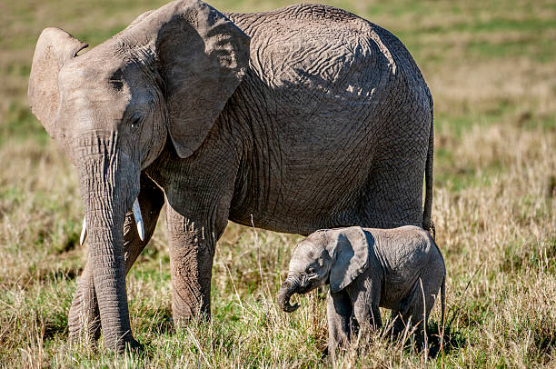 African mother elephant cow(Loxodonta africana) and her new week old calf, on the Savanna on the Masai Mara.Taken in Kenya, Africa