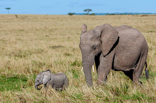 istock Mother African Elephant and Her New Calf 2252775350