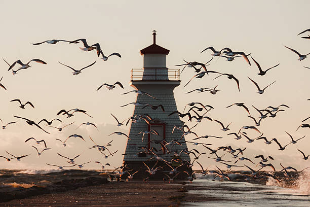 istock Lighthouse and Seagulls on Pier in Setting Sun and Rough Waters 2252775621