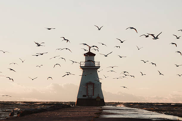 istock Lighthouse and Seagulls on Pier in Setting Sun and Rough Waters 2252775680